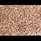 للبيع معيه بر بدون كيماوي