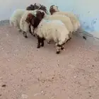 ذبايح نعيم الرياض حي الشفاء أي مكان نوصل في ذبح باقي 4فقط