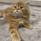 قط شيرازي