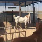 جفر هولندي حجازي فاخر