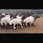 جذعات فاخره للبيع