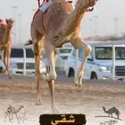 بكره لقيه سابق بيدها ولها رابط سبق