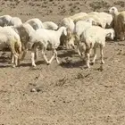 رخال