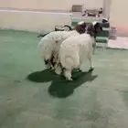 رخل نعيم الرياض حي الشفآء آي مكان نوصل ذبح ثنتين حد 1300