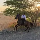 اعرض لكم فرس شعبي معها مهره