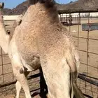 قعودين بلدي حقت زواج