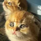 للبيع سكوتش بيور سلاله نقيةVIP