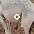 قعود للبيع قعودين شرط بريات ترعا وترضع امتها