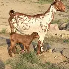 عنز تحتها عناق