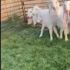 معزا هولنديه