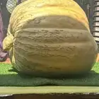 قرعة عملاقة