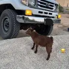 تيس قزمي