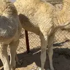 حشو 3 فل الفل شحم