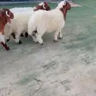 طليان نعيم الريآض حي الشفآء آي مكان نوصل ذبح باقي 3 فقط