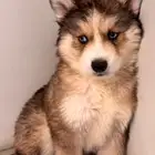 كلاب هاسكي مالموت