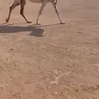 للبيع القحه الملاقي