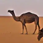 ضروبه مجهم كفو