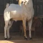 تيس بيشي