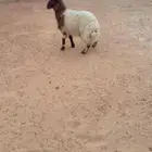 ذبيح نعيم الريآض حي الشفآء آي مكان نوصل ذبح وحده بس حد 1350
