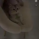 قط للتبني