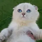 للبيع سكوتش فولد بيور
