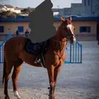 حصان