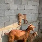 معزا محايليه. اسوم على العام