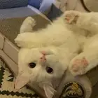 تزاوج قطط