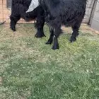 جفرات عوارض خصم الخصم