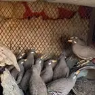 للبيع صفرد أو درج إثنين ذكور واثنين اناثي نجران