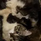 قطه شيرازي للتبني