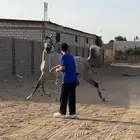 فرس فاخره يأهل النوادر