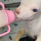 للبيع جفره
