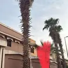 نخل واشنطن