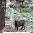 ماعز قزم (( عنز قزميه فاخره ))