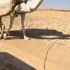 خفوت وضحا رمانية