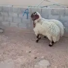 طليان نعيم الريآض حي الشفآء آي مكان نوصل في ذبح باقي اثنين