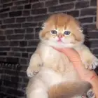سكوتش مستويات ابطال