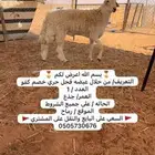 فحل حري معرف خصم