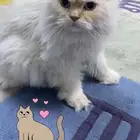 قط للتبني