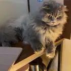 سكوتش فولد مهجن للتبني