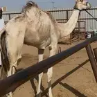 للبيع بكره سلاله وشكل
