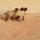 ذبيح نعيم الريآض حي الشفآء آي مكان نوصل فيه ذبح باقي ثلاثة