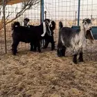 جفرات عوارض معرفات صنف الصنف