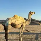 الناقه للبيع فيها أربعه حراير