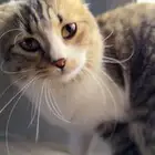 قطه صغيره للتبني مستعجل
