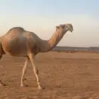 للبيع فحل اشقح طيب