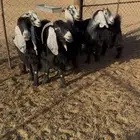 معزا كفو للبيع