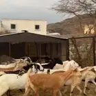 ماعز بيشيات مواليد ودفاع