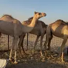 3 قعدان نضيفه وسمان بلدي